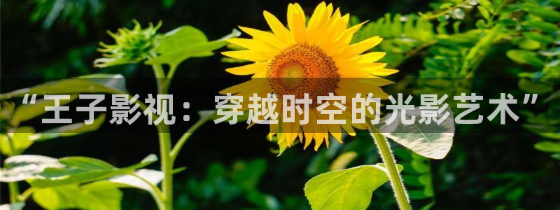樱桃视频app免费次数
